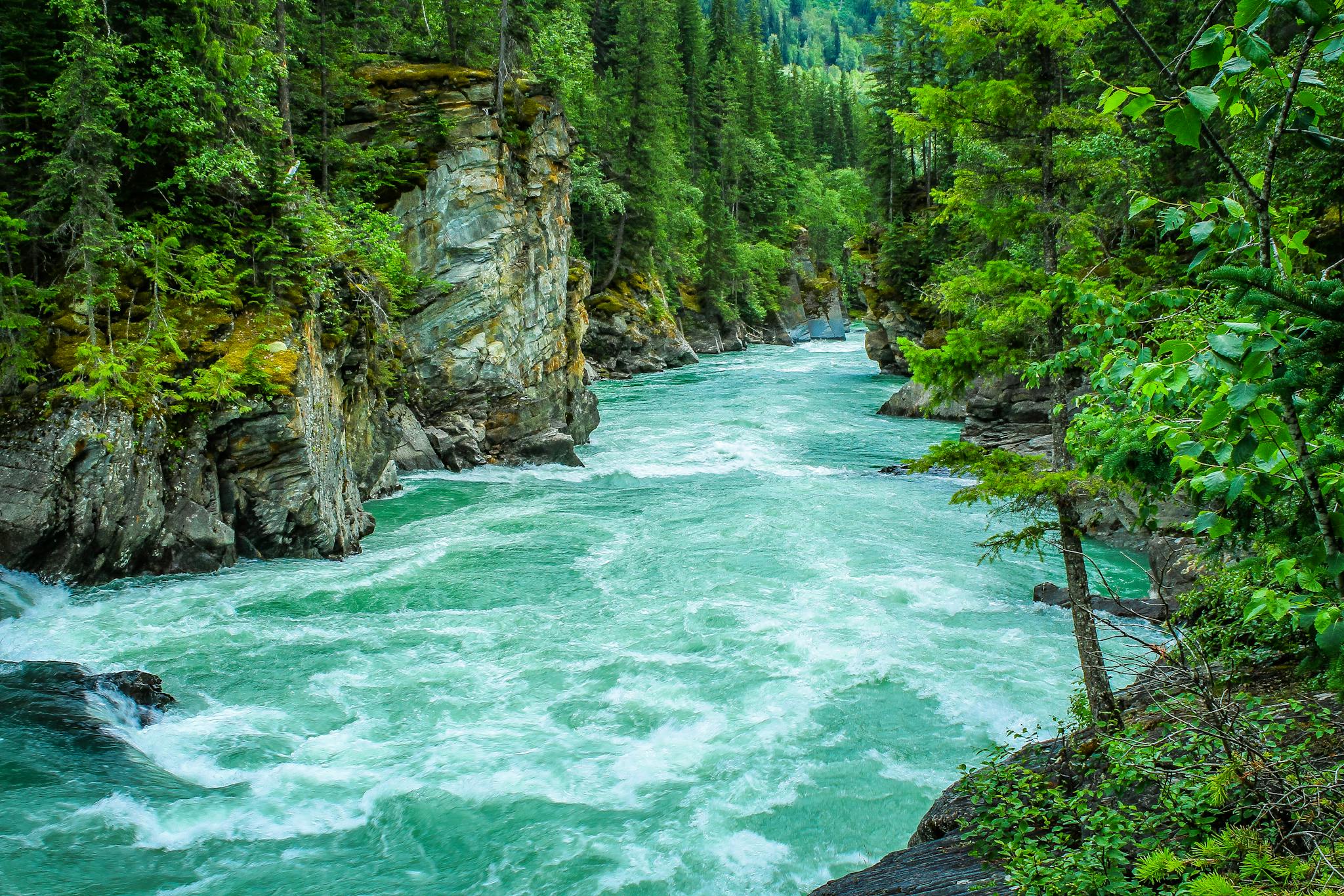 River Between Green-leafed Tree